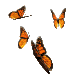 bflygrp